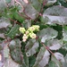 Mahonia aquifolium 001