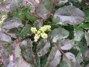 Mahonia aquifolium 001