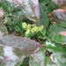 Mahonia aquifolium 002