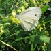 Sprinkhaan en vlinder 004