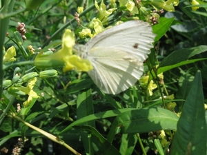 Sprinkhaan en vlinder 004