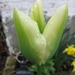 groen-witte tulp 001