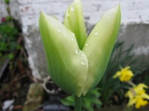 groen-witte tulp 001
