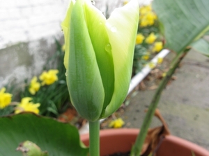 groen-witte tulp 003
