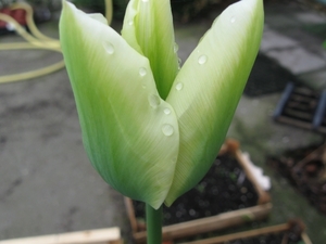 groen-witte tulp 004