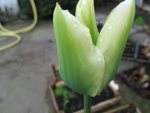groen-witte tulp 005
