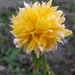 Kerria Japonica Pleniflora 001
