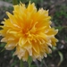 Kerria Japonica Pleniflora 002