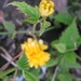 Kerria Japonica Pleniflora 003