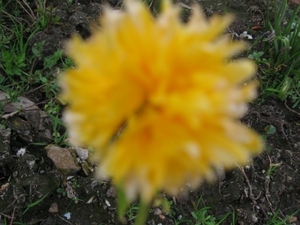 Kerria Japonica Pleniflora 004
