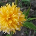 Kerria Japonica Pleniflora 005