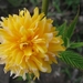 Kerria Japonica Pleniflora 006