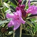 Rododendron paars 001