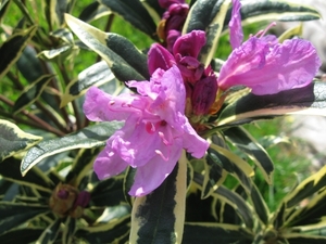 Rododendron paars 001