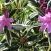 Rododendron paars 002