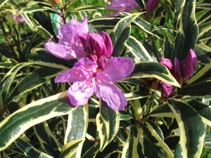 Rododendron paars 003