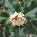 Cytisus praecox en hulst bloemen 001