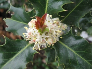 Cytisus praecox en hulst bloemen 002