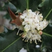 Cytisus praecox en hulst bloemen 003