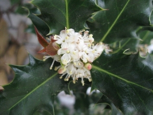 Cytisus praecox en hulst bloemen 004