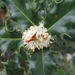Cytisus praecox en hulst bloemen 005