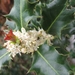 Cytisus praecox en hulst bloemen 006
