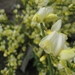 Cytisus praecox en hulst bloemen 007