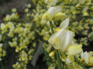 Cytisus praecox en hulst bloemen 007
