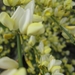 Cytisus praecox en hulst bloemen 008