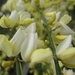Cytisus praecox en hulst bloemen 009