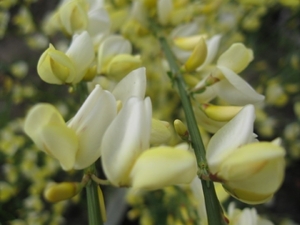 Cytisus praecox en hulst bloemen 009