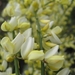 Cytisus praecox en hulst bloemen 010