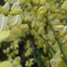 Cytisus praecox en hulst bloemen 011