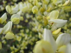 Cytisus praecox en hulst bloemen 012