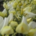 Cytisus praecox en hulst bloemen 013
