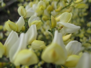 Cytisus praecox en hulst bloemen 013