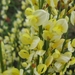 Cytisus praecox en hulst bloemen 014