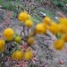 Berberis en Stenophylla en Prunus Laurocerasus 002