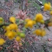 Berberis en Stenophylla en Prunus Laurocerasus 003