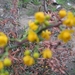 Berberis en Stenophylla en Prunus Laurocerasus 004