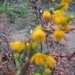 Berberis en Stenophylla en Prunus Laurocerasus 005