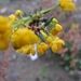 Berberis en Stenophylla en Prunus Laurocerasus 007