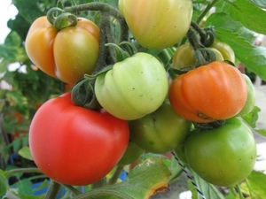 Openlucht tomaten bloembak cultuur 001