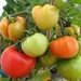 Openlucht tomaten bloembak cultuur 002