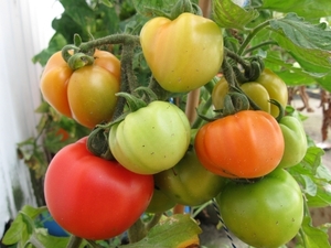 Openlucht tomaten bloembak cultuur 002