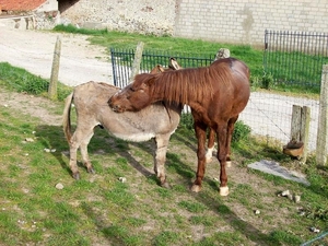 Liefde tussen paard en ezel