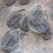 n Erfoud fossielen 001 (447)