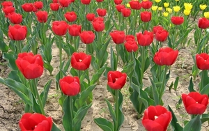 00                                  Tulips-25- (Medium)