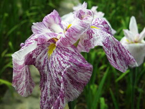 00                            Orchid-43 -800x600