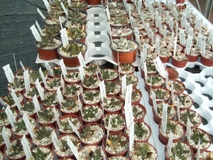 Succulent tissue Culture Robert Wellens in St.Maartensdijk